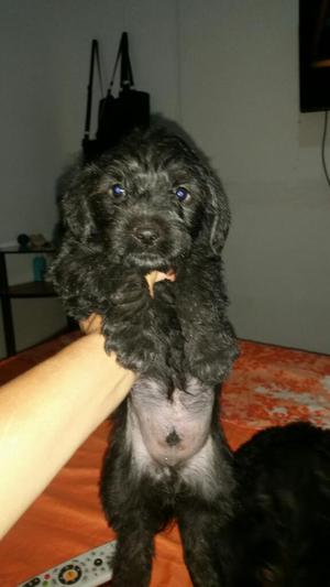 Cachorro Schnauzer