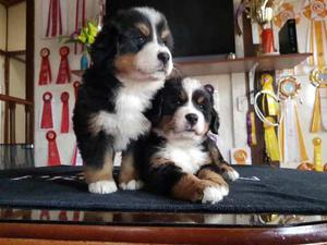 Cachorros Bernes De La Montaña Criados En Villa Luisa.