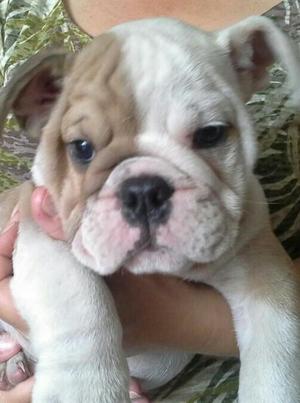 Cachorros Bulldog inglés