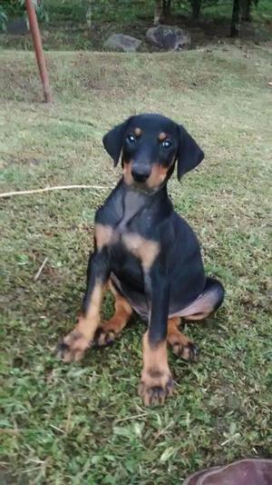 Cachorros Doberman