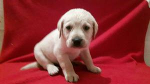 Cachorros Labradores
