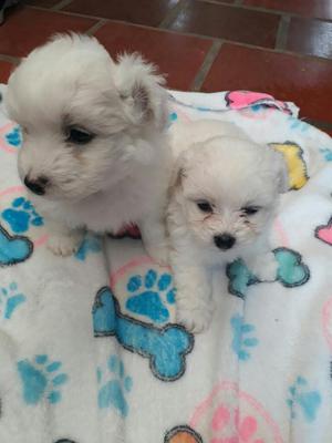Cachorros Pomapoo en Venta