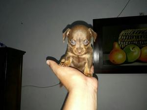 Chihuahua Bolsillero