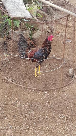 Gallo de Buena Cria