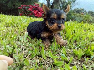 HERMOSOS CACHORROS DE LA RAZA YOKYE TERRIER !!