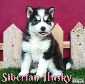Hembrita Siberian Husky