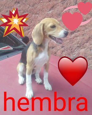 Hermosa beagles hembra
