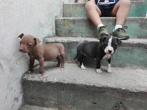 Hermosas Hembras Pitbull Stanfor