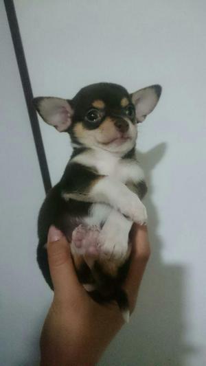 Hermoso Cachorro Chihuahua