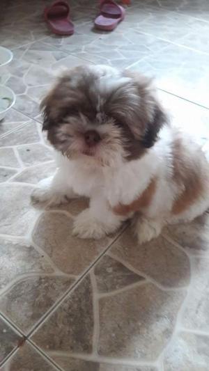 Hermoso Shih Tzu