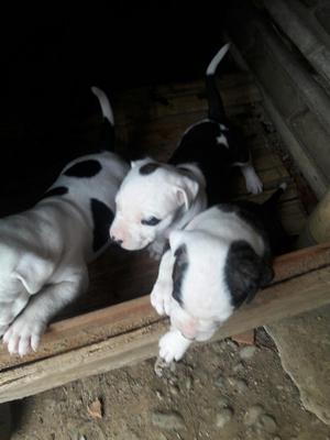 Hermosos Cachorros