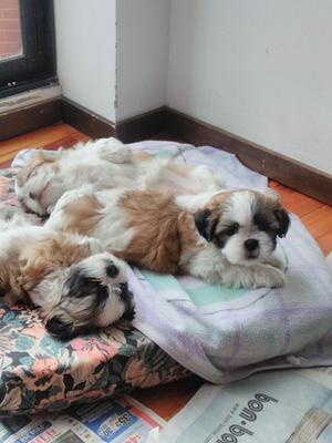 Hermosos Cachorros Shihtzu