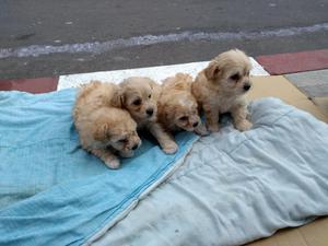 Lindos Cachorros French Poodle Aprica