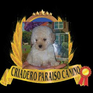 Mini Toy Poodle Criadero Certificado