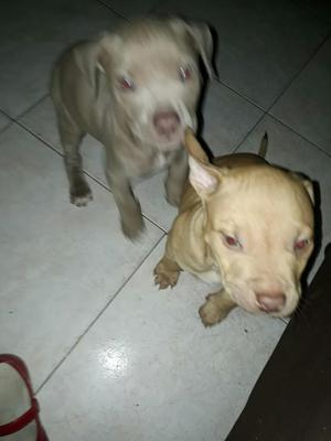 Perros Pitbull Stanford,machoyhembra