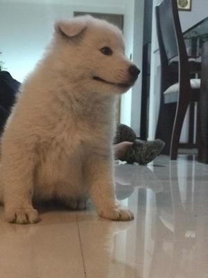 Samoyedo Hembra