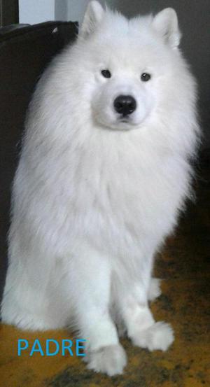 Samoyedos genetica garantizada