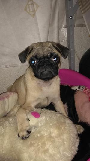 Se Vende Hermosa Y Juiciosa Pug