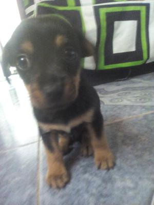 Se Vende Perro Pincher