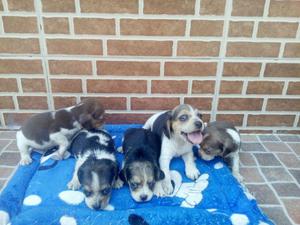 Se venden hermosos beagles