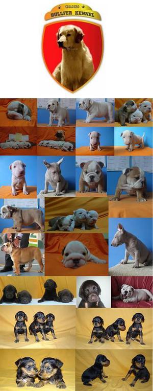 VENTA CACHORROS DE BULLFER KENNEL