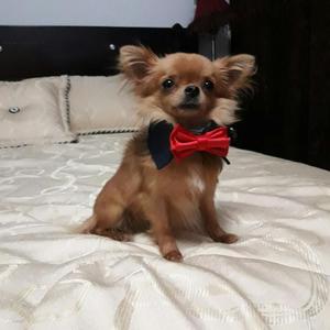 Vendo Chihuahuas Puros