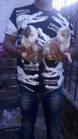 Vendo Hermosos Cachorritos Picbull