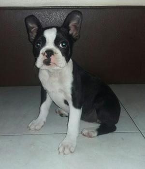 Vendo Perrita Bosthon Terry