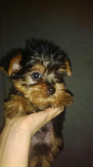 Vendo Perro Yorkie Terrier