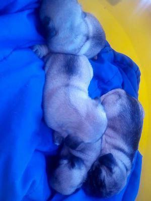 cachorros pug