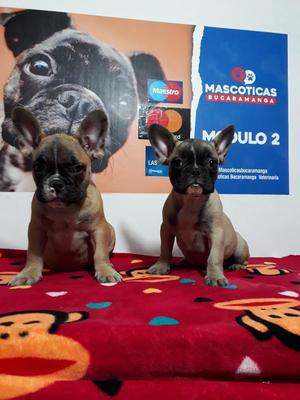 en Venta Hermosisimos Bulldog Frances