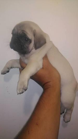 hermosa pug super linda ya vacunad