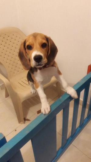 hermoso perro beagle
