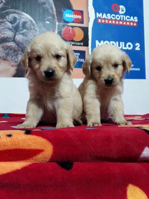 para Venta Bellísimos Golden Retriever