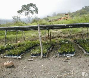 asesorias agroforestal colombia - consultoria personalizada