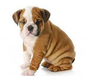 los mas grandiosos cachorritos bulldog ingles inigualables