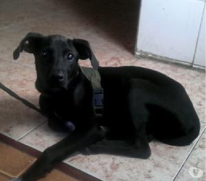 ADOPTA PERRITO