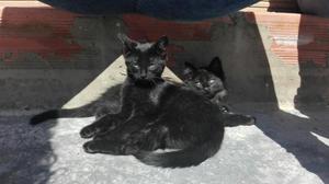 Adopta Dos Gatos