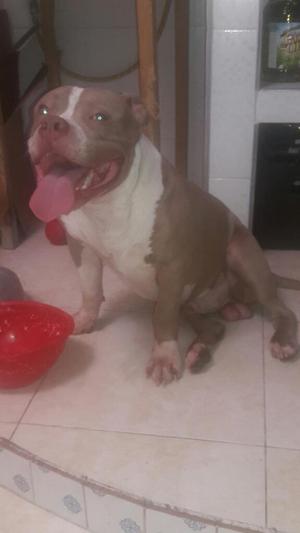 American Bully para Monta