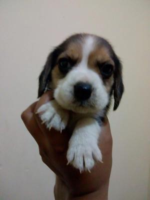 Beagle Hembra