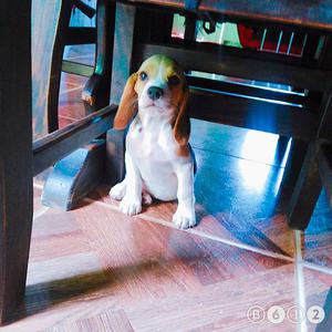 Beagle Tricolor Hermoso Cachorro