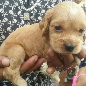 Bellos Cocker Spaniel