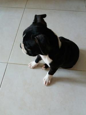 Boston Terrier