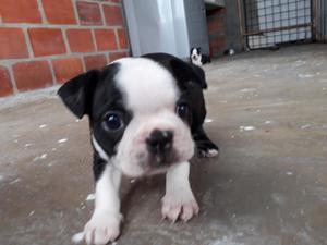 Boston Terrier Cachorros