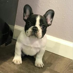 Bulldog Frances