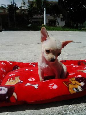 Cachorro Chihuahua Mini Cabeza de Manzan