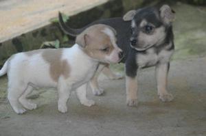 Cachorros 8 semanas gratuito por adopcion Armenia/Calarca