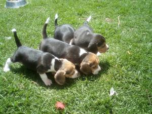 Cachorros Beagle