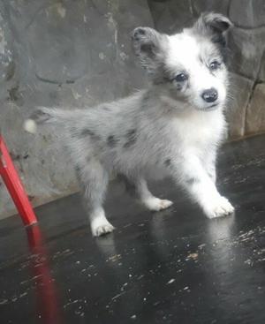 Cachorros Border Collie.machos