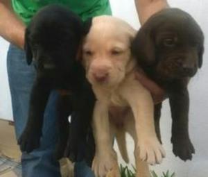 Cachorros Labradores